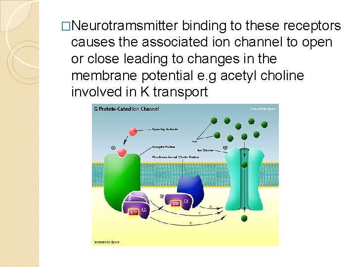 �Neurotramsmitter binding to these receptors causes the associated ion channel to open or close