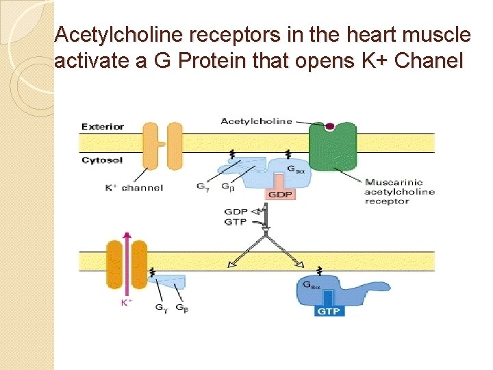 Acetylcholine receptors in the heart muscle activate a G Protein that opens K+ Chanel