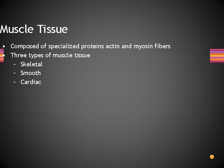 Muscle Tissue • Composed of specialized proteins actin and myosin fibers • Three types