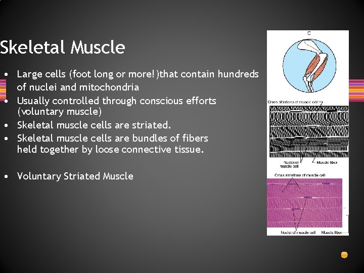 Skeletal Muscle • Large cells (foot long or more!)that contain hundreds of nuclei and