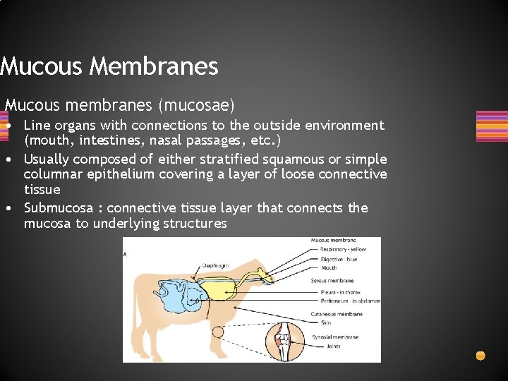 Mucous Membranes Mucous membranes (mucosae) • Line organs with connections to the outside environment