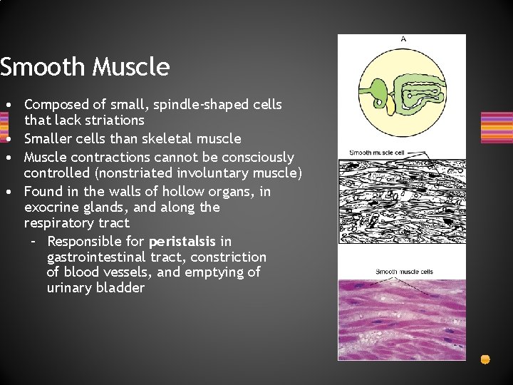 Smooth Muscle • Composed of small, spindle-shaped cells that lack striations • Smaller cells