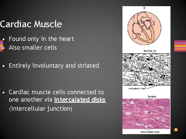 Cardiac Muscle • Found only in the heart • Also smaller cells • Entirely