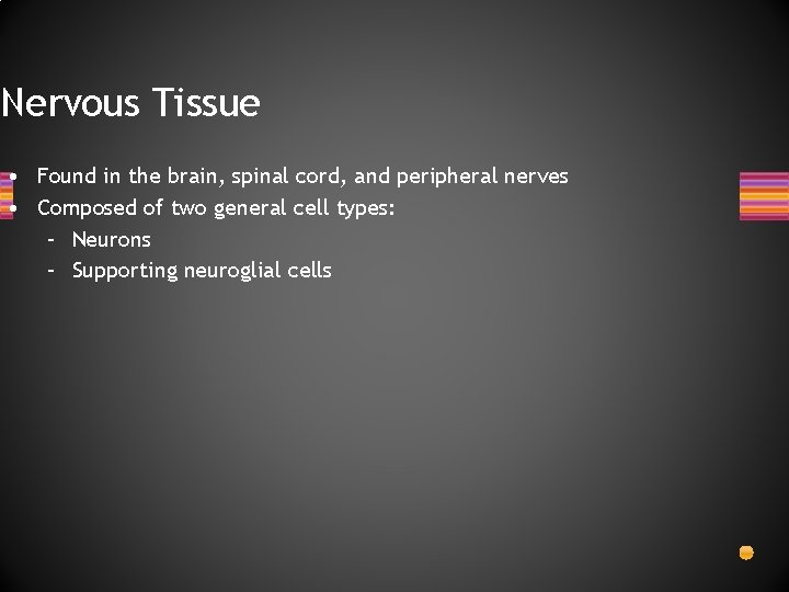 Nervous Tissue • Found in the brain, spinal cord, and peripheral nerves • Composed