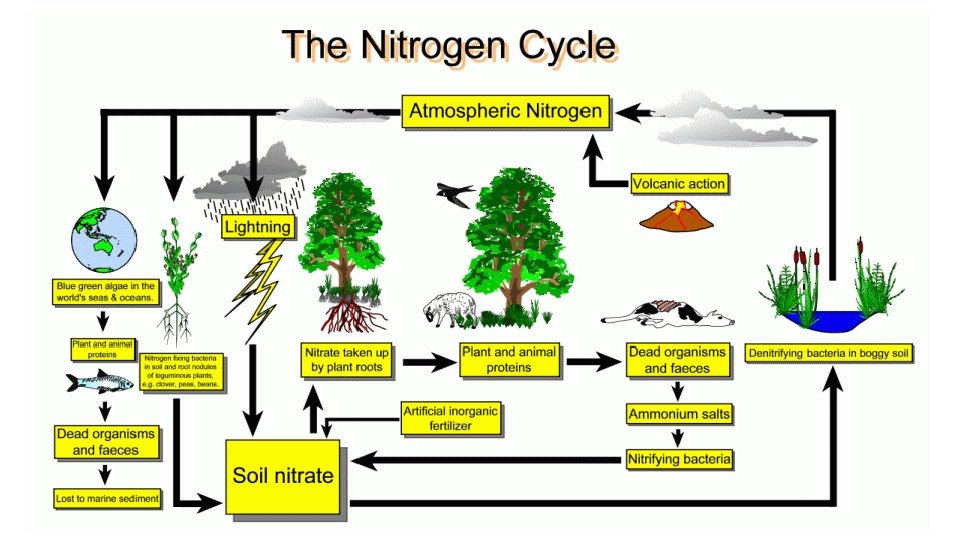 NITROGEN – THE UNREACTIVE GAS 