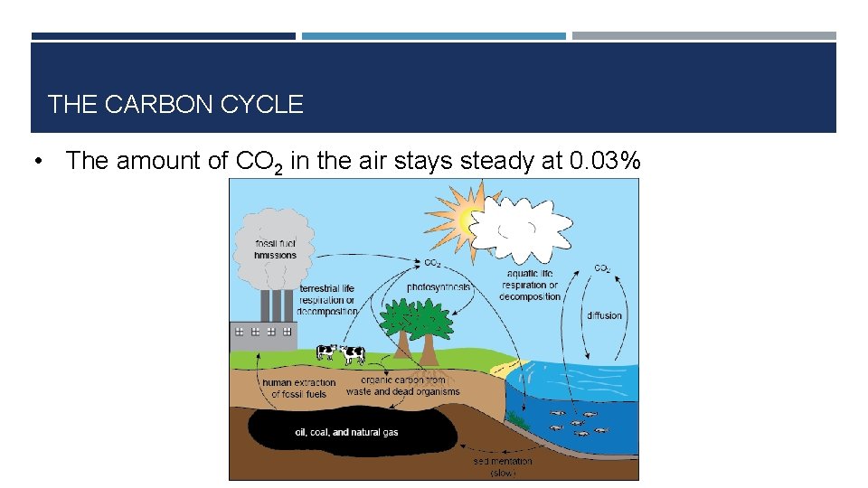 THE CARBON CYCLE • The amount of CO 2 in the air stays steady