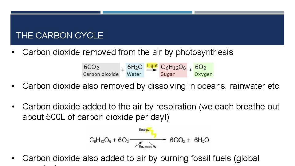 THE CARBON CYCLE • Carbon dioxide removed from the air by photosynthesis • Carbon