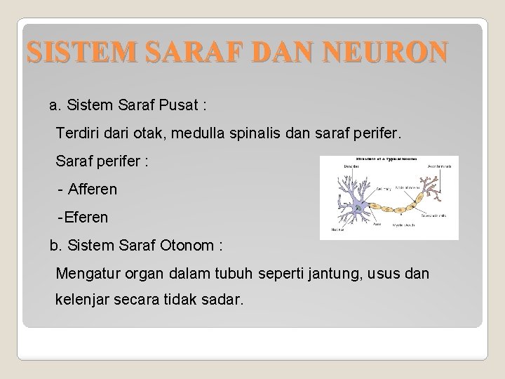 SISTEM SARAF DAN NEURON a. Sistem Saraf Pusat : Terdiri dari otak, medulla spinalis