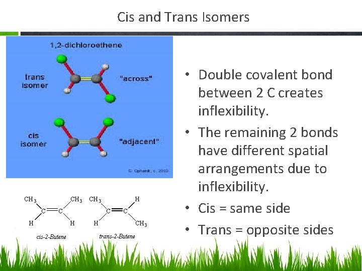 Cis and Trans Isomers • Double covalent bond between 2 C creates inflexibility. •