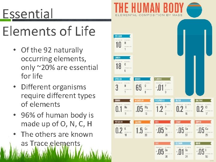 Essential Elements of Life • Of the 92 naturally occurring elements, only ~20% are