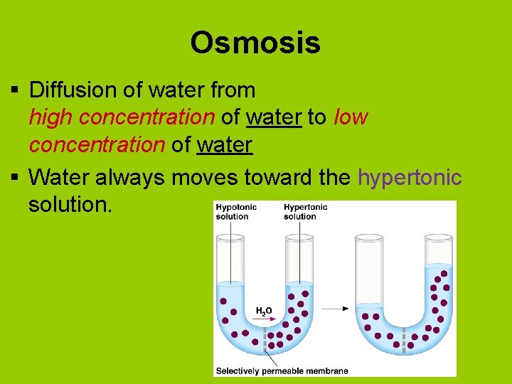 Osmosis § Diffusion of water from high concentration of water to low concentration of
