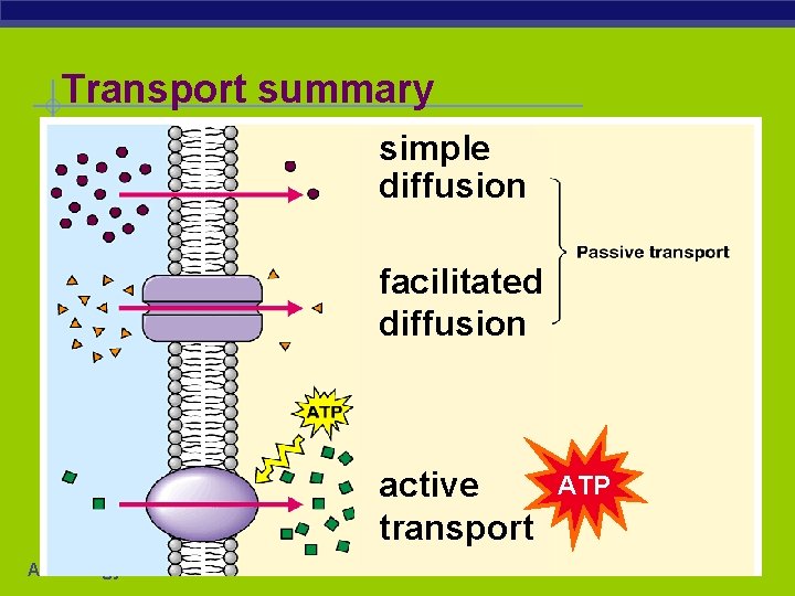 Transport summary simple diffusion facilitated diffusion active transport AP Biology ATP 