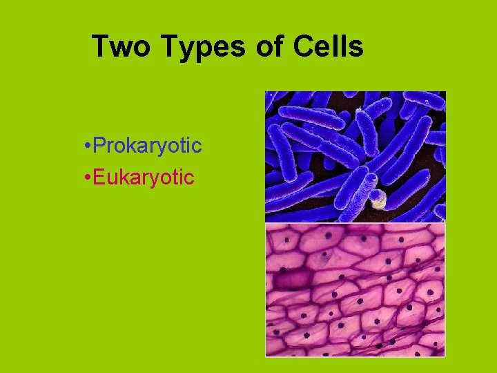 Two Types of Cells • Prokaryotic • Eukaryotic 