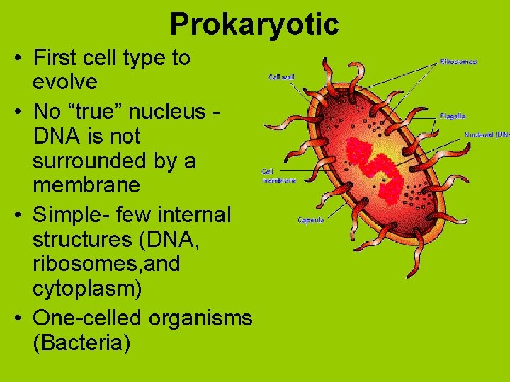 Prokaryotic • First cell type to evolve • No “true” nucleus DNA is not