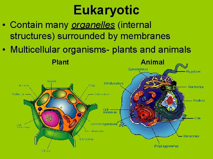 Eukaryotic • Contain many organelles (internal structures) surrounded by membranes • Multicellular organisms- plants