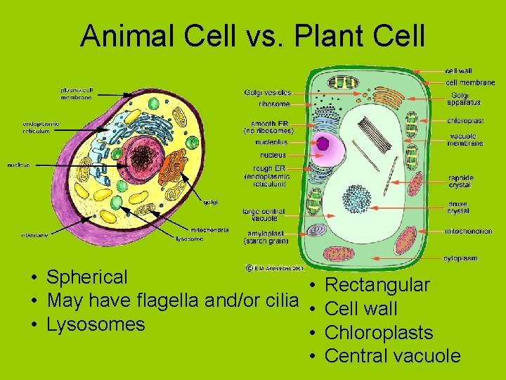 Animal Cell vs. Plant Cell • Spherical • Rectangular • May have flagella and/or