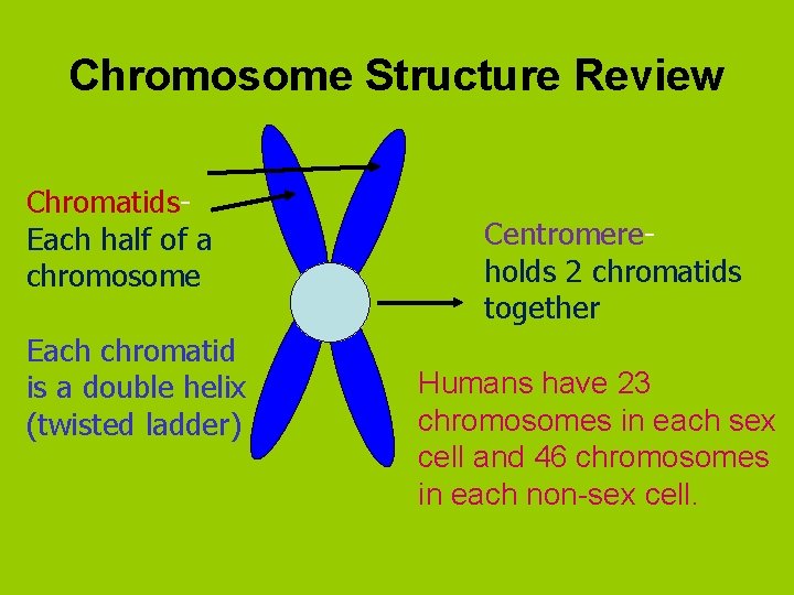 Chromosome Structure Review Chromatids. Each half of a chromosome Each chromatid is a double