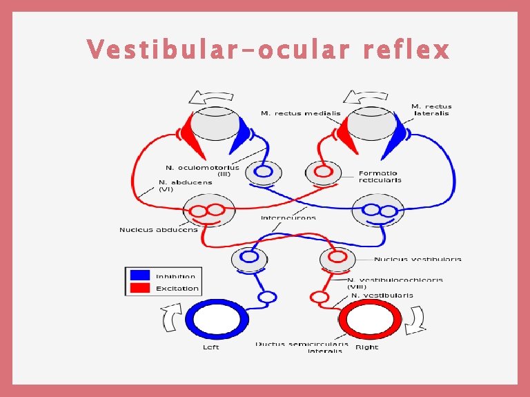 Vestibular-ocular reflex 