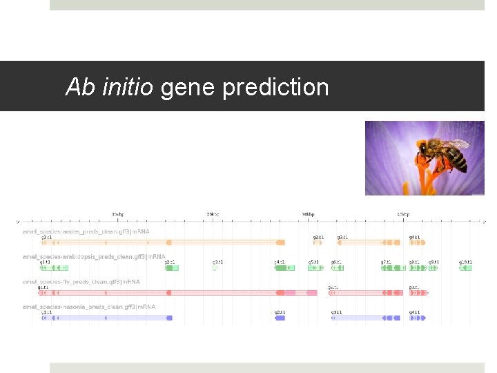 Ab initio gene prediction 