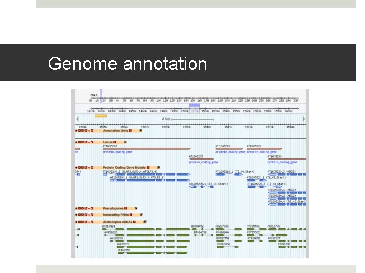 Genome annotation 