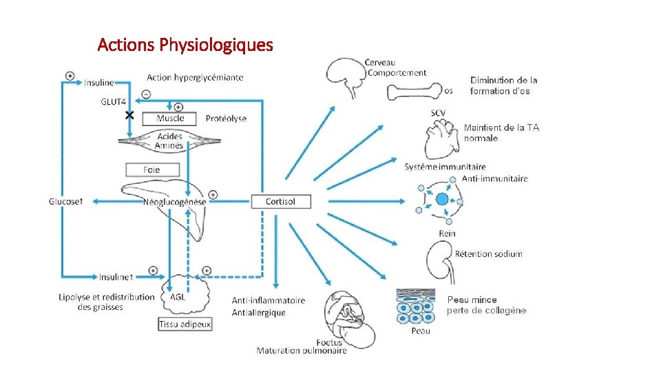 Actions Physiologiques 