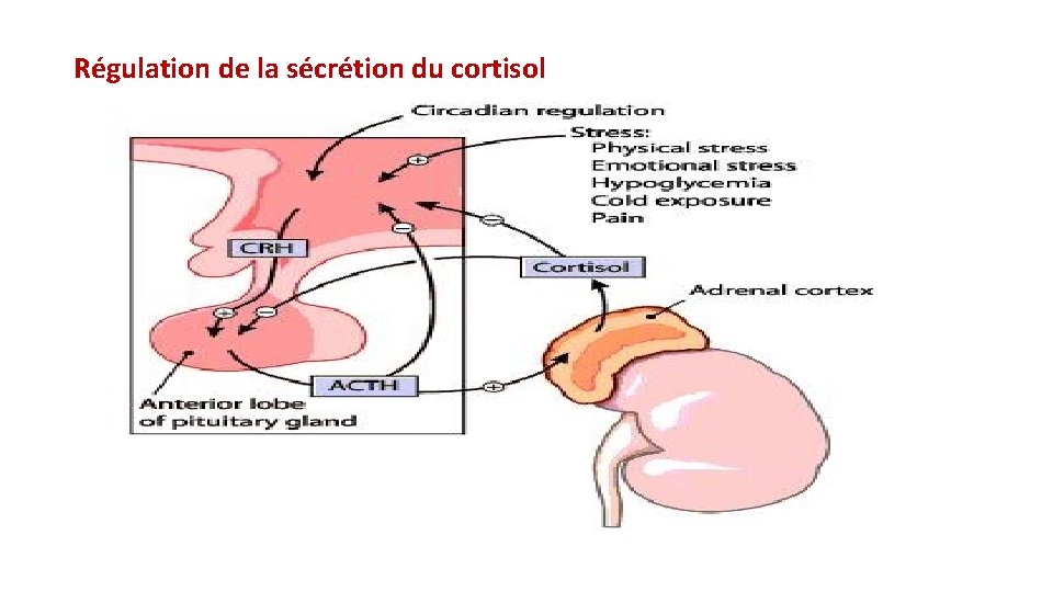 Régulation de la sécrétion du cortisol 