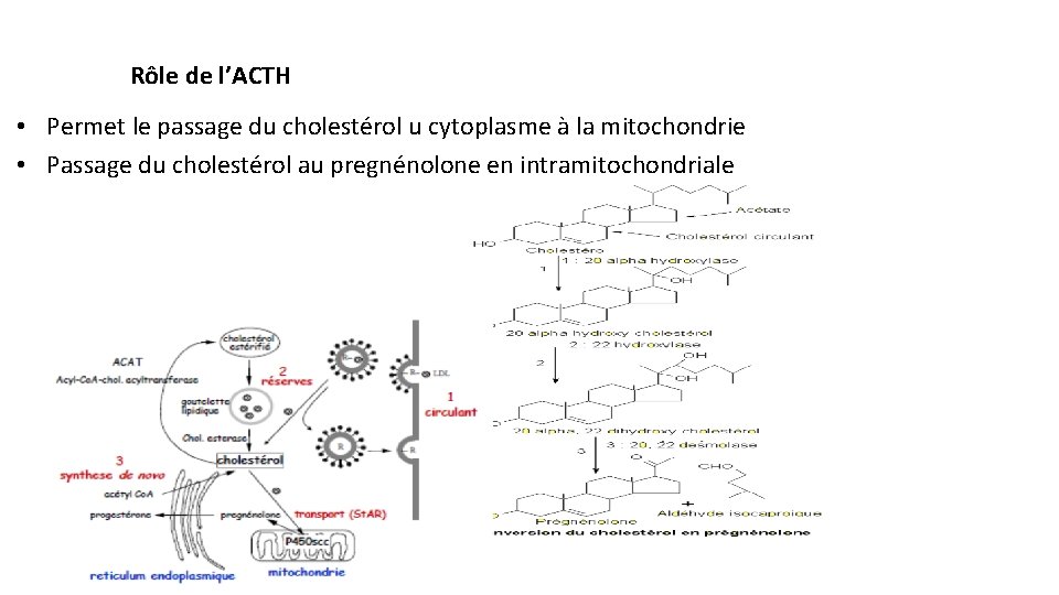 Rôle de l’ACTH • Permet le passage du cholestérol u cytoplasme à la mitochondrie