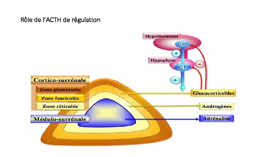 Rôle de l’ACTH de régulation 