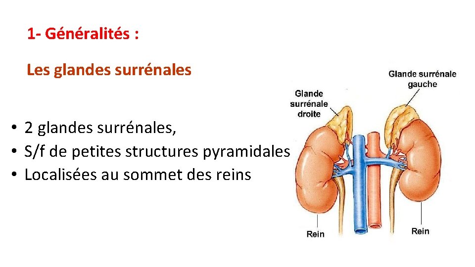 1 - Généralités : Les glandes surrénales • 2 glandes surrénales, • S/f de