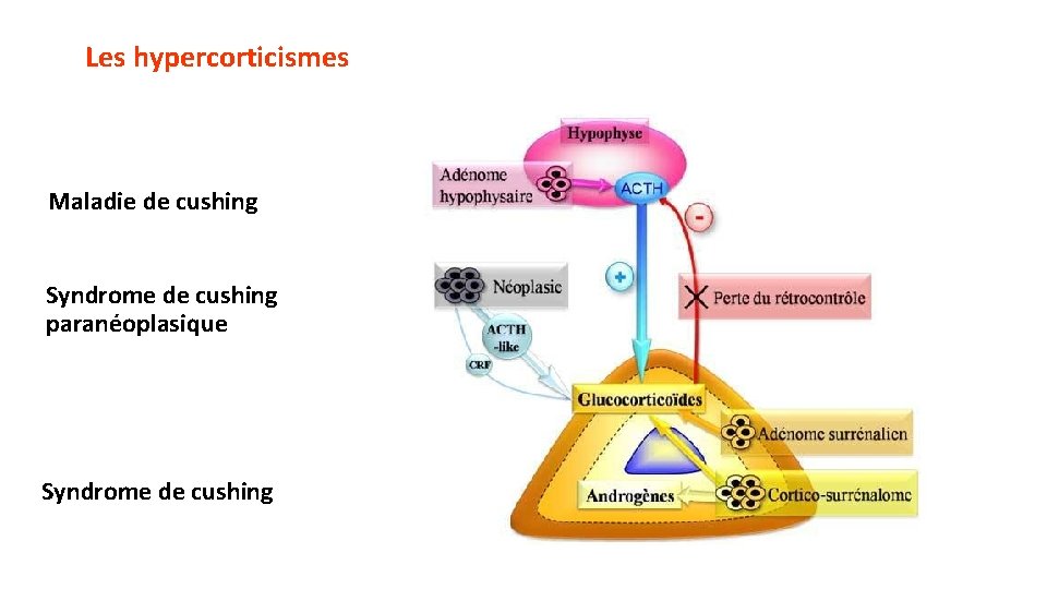 Les hypercorticismes Maladie de cushing Syndrome de cushing paranéoplasique Syndrome de cushing 