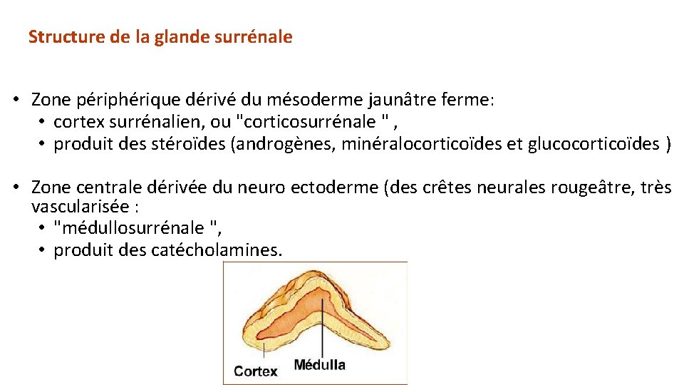 Structure de la glande surrénale • Zone périphérique dérivé du mésoderme jaunâtre ferme: •