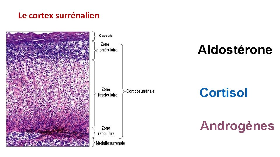 Le cortex surrénalien Aldostérone Cortisol Androgènes 