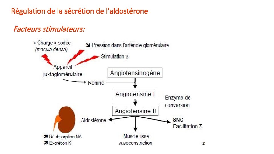 Régulation de la sécrétion de l’aldostérone Facteurs stimulateurs: 