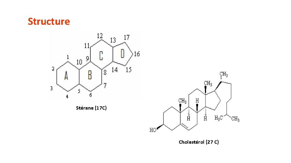 Structure Stérane (17 C) Cholestérol (27 C) 