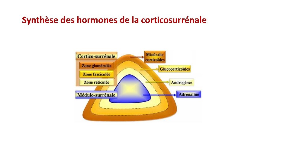 Synthèse des hormones de la corticosurrénale 