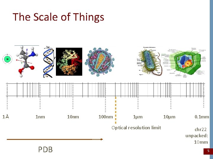 The Scale of Things 1Å 1 nm 100 nm 1μm Optical resolution limit PDB