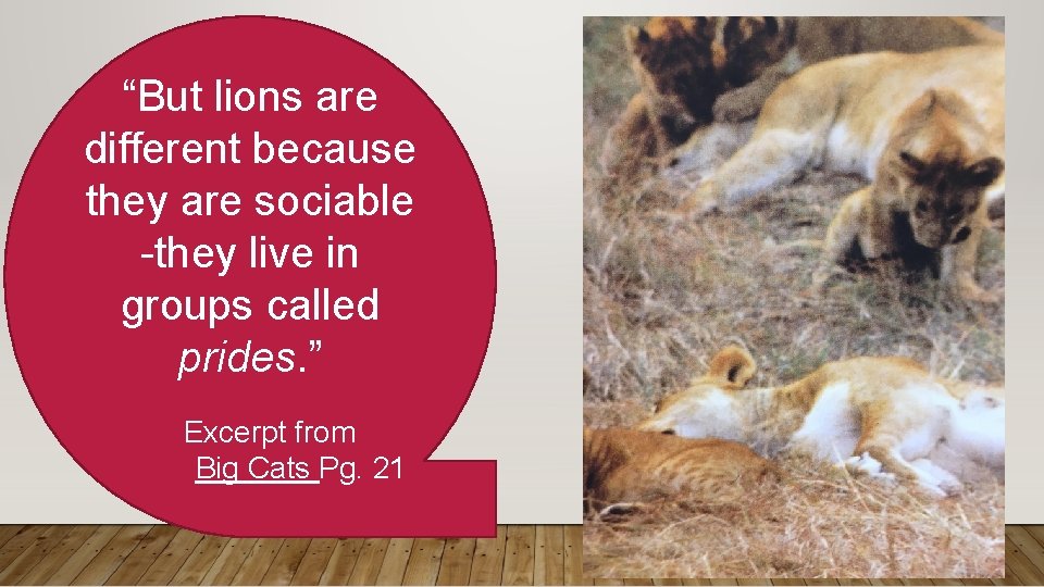 “But lions are different because they are sociable -they live in groups called prides.