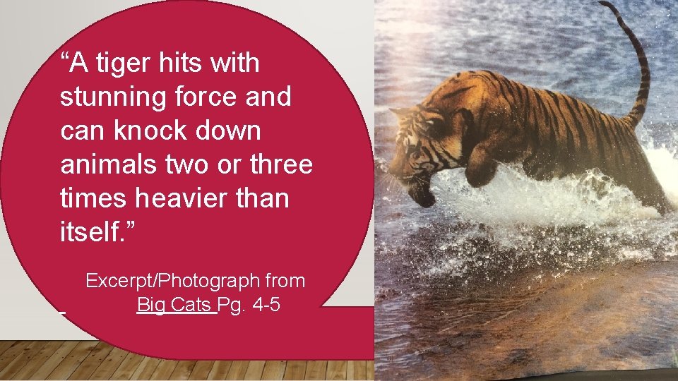 “A tiger hits with stunning force and can knock down animals two or three