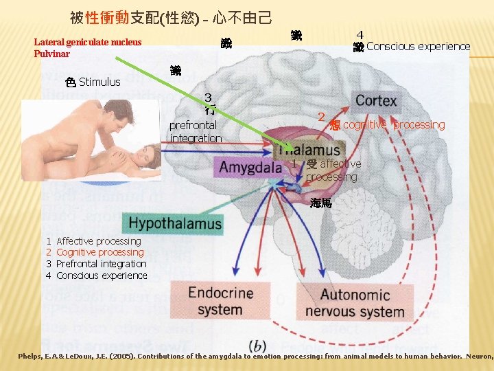 被性衝動支配(性慾) - 心不由己 Lateral geniculate nucleus Pulvinar 色 Stimulus 識 4 識 Conscious experience