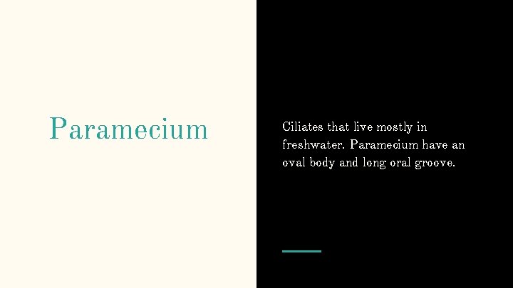 Paramecium Ciliates that live mostly in freshwater. Paramecium have an oval body and long