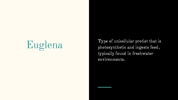 Euglena Type of unicellular protist that is photosynthetic and ingests food, typically found in