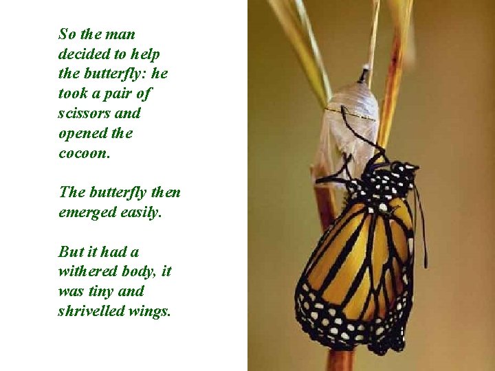 So the man decided to help the butterfly: he took a pair of scissors