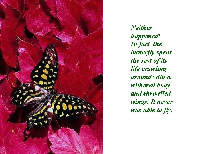 Neither happened! In fact, the butterfly spent the rest of its life crawling around