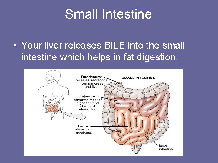 Small Intestine • Your liver releases BILE into the small intestine which helps in