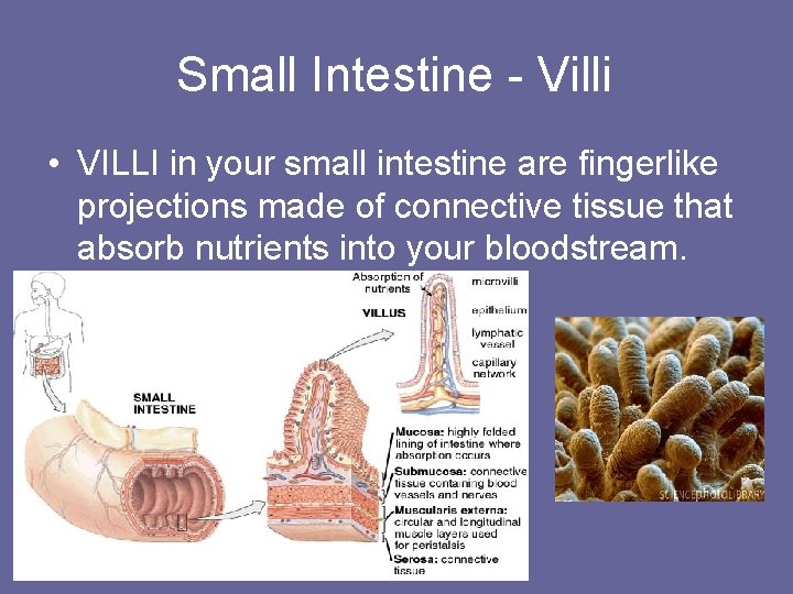 Small Intestine - Villi • VILLI in your small intestine are fingerlike projections made