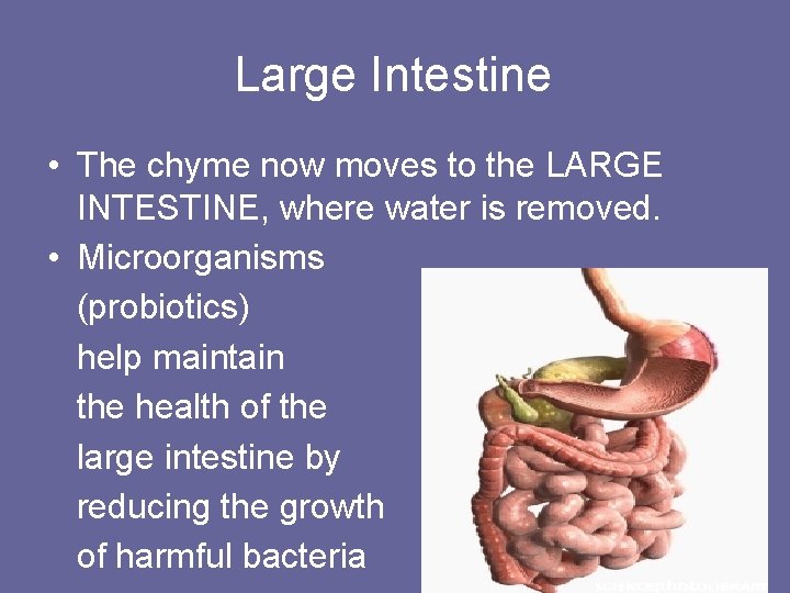 Large Intestine • The chyme now moves to the LARGE INTESTINE, where water is