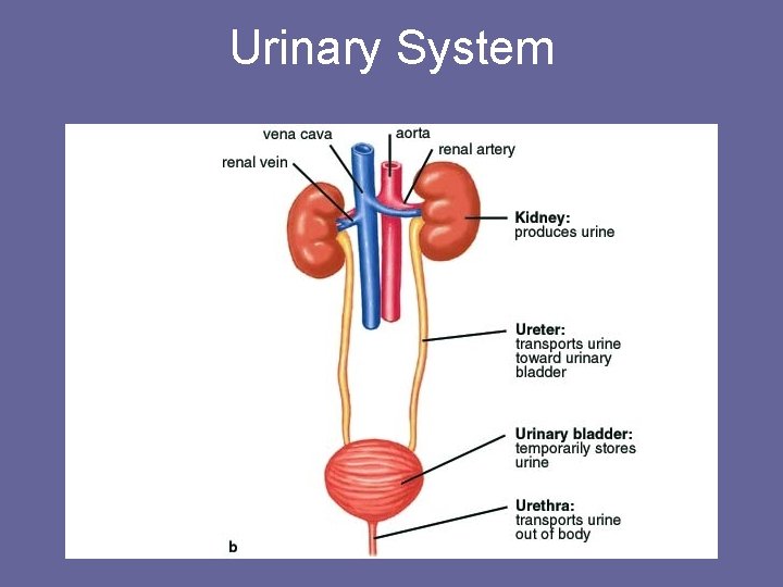 Urinary System 