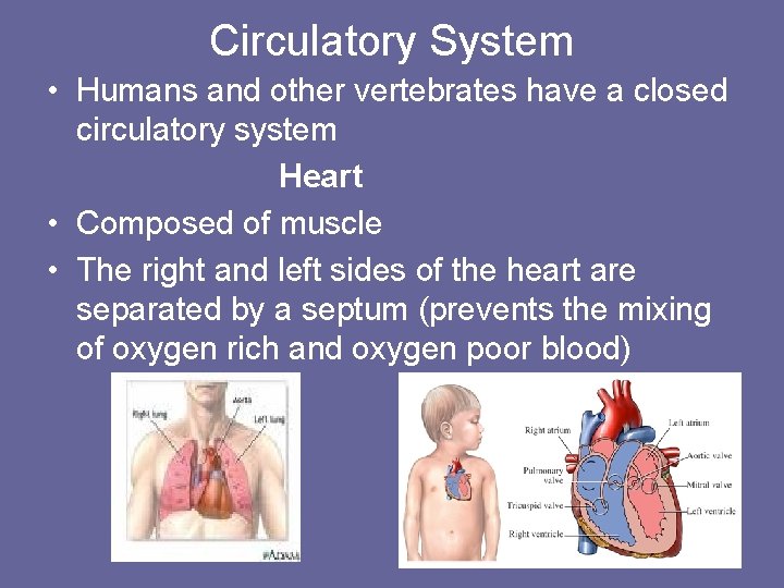 Circulatory System • Humans and other vertebrates have a closed circulatory system Heart •
