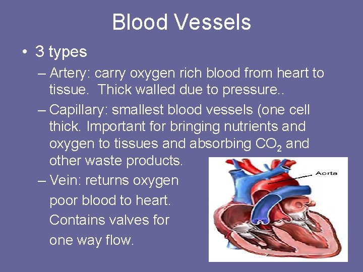 Blood Vessels • 3 types – Artery: carry oxygen rich blood from heart to