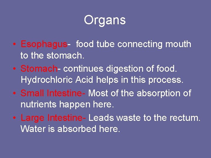 Organs • Esophagus- food tube connecting mouth to the stomach. • Stomach- continues digestion